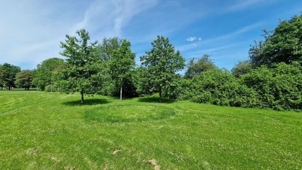 Title image for Evolution of fungi in a study of fairy rings
