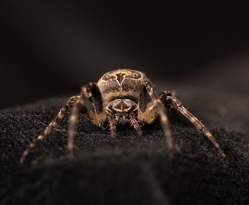 Multi-omics reveal spider silk fiber composition