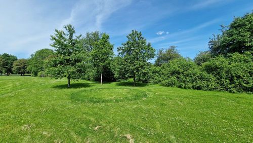 Evolution of fungi in a study of fairy rings